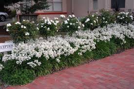 Agapanthus africanus 'Albus' White Lily of the Nile - 5 Gallon