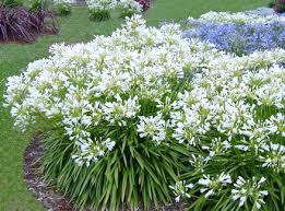 Agapanthus africanus 'Albus' White Lily of the Nile - 5 Gallon