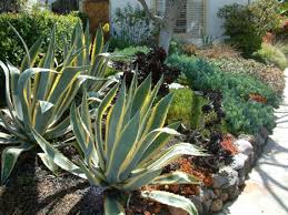 Agave americana 'Variegata' Variegated Century Plant - 5 Gallon