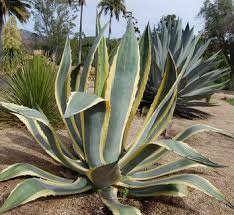 Agave americana 'Variegata' Variegated Century Plant - 5 Gallon