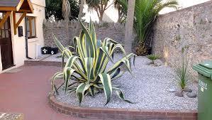 Agave americana 'Variegata' Variegated Century Plant - 5 Gallon