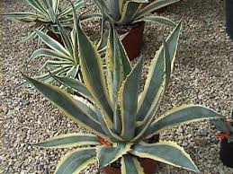 Agave americana 'Variegata' Variegated Century Plant - 5 Gallon