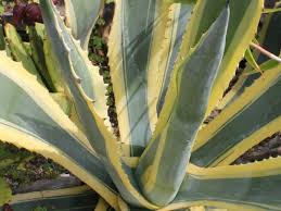 Agave americana 'Variegata' Variegated Century Plant - 5 Gallon