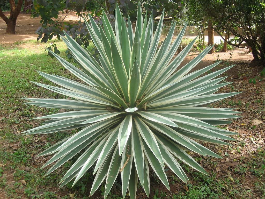 Agave 'Caribbean Agave' Angustifolia Variegated - 5 Gallon