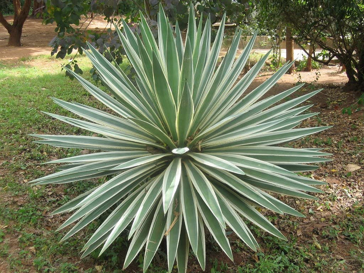 Agave 'Caribbean Agave' Angustifolia Variegated - 5 Gallon