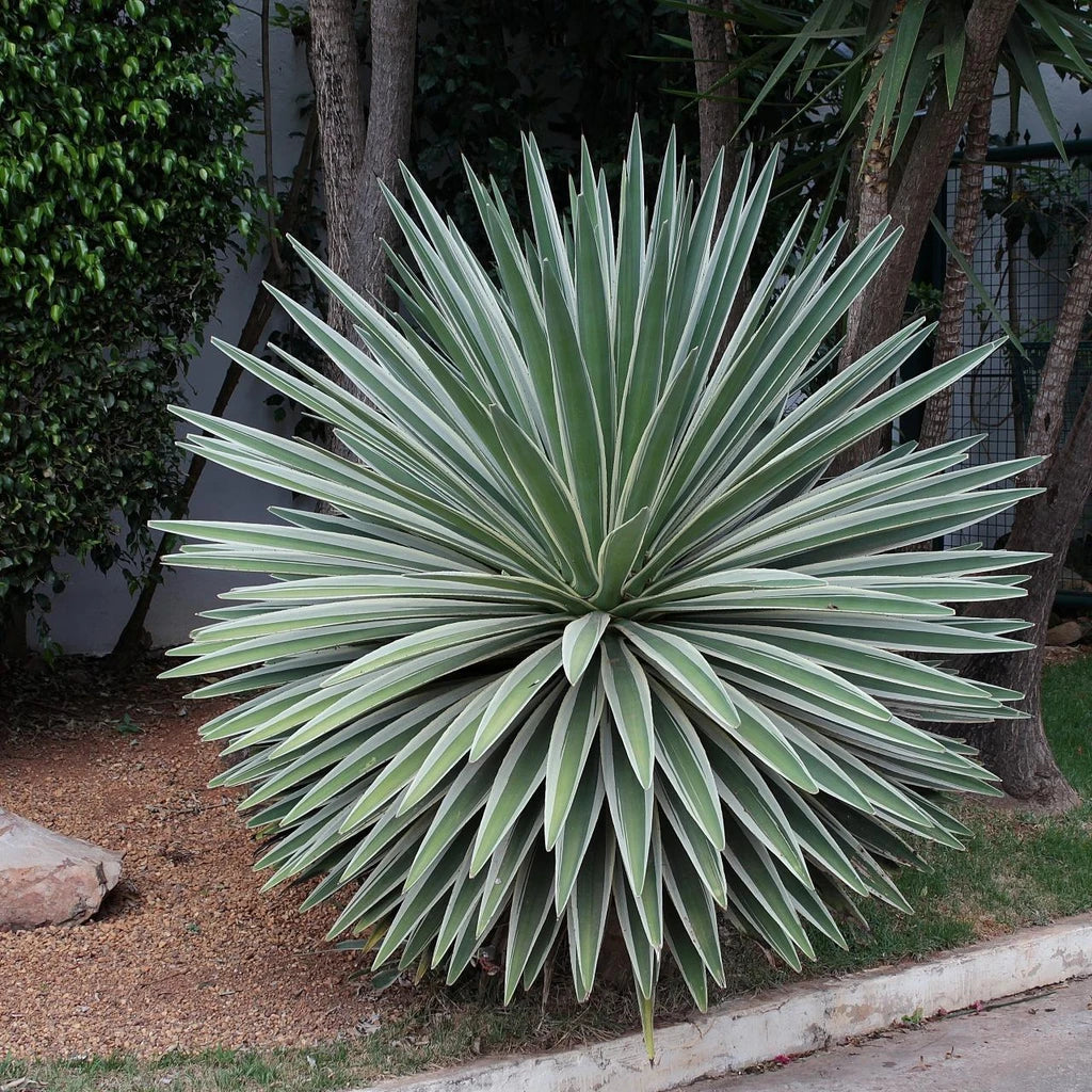 Agave 'Caribbean Agave' Angustifolia Variegated - 5 Gallon