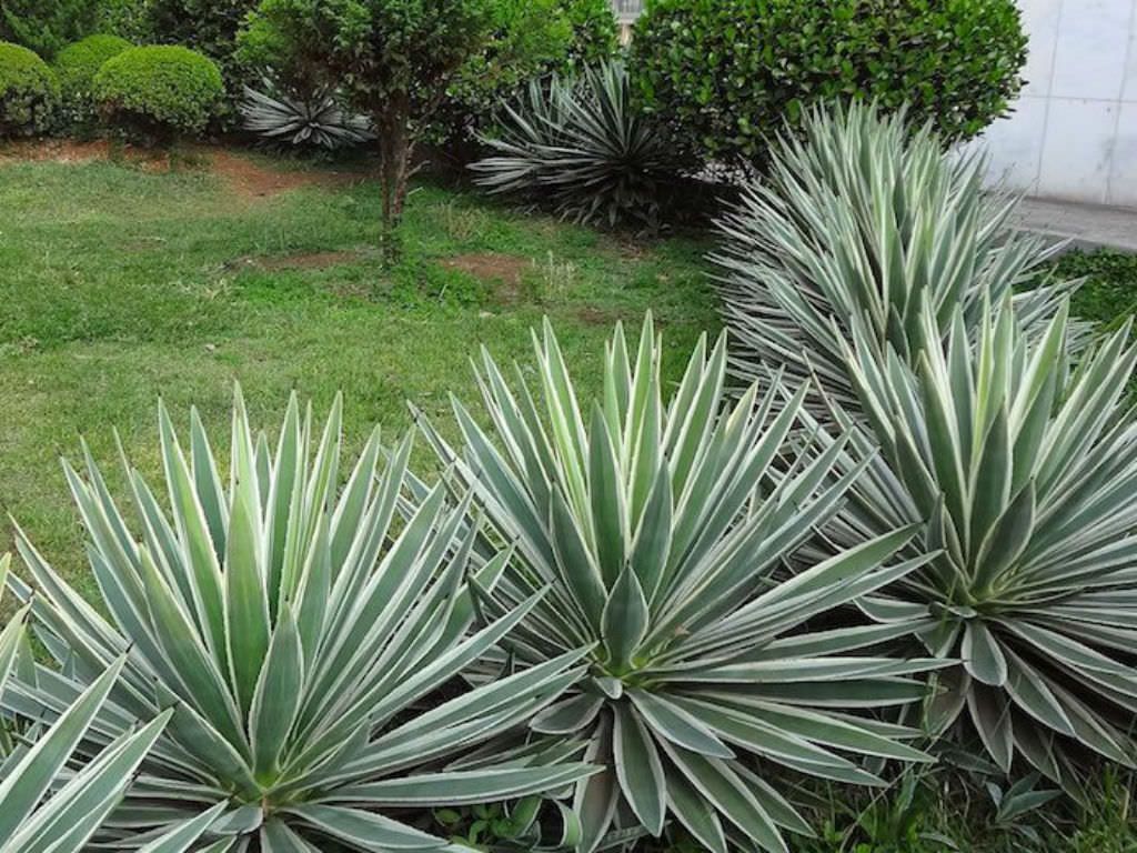 Agave 'Caribbean Agave' Angustifolia Variegated - 5 Gallon