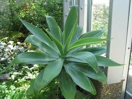 Agave attenuata Fox Tail Agave - 5 Gallon