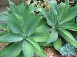 Agave attenuata Fox Tail Agave - 5 Gallon