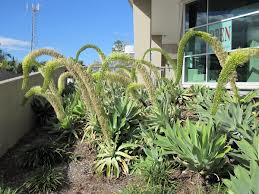 Agave attenuata Fox Tail Agave - 5 Gallon