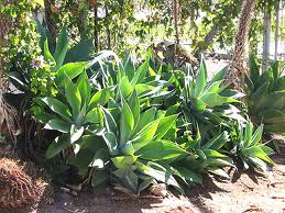 Agave attenuata Fox Tail Agave - 5 Gallon