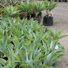 Agave attenuata Fox Tail Agave - 5 Gallon