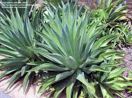 Agave desmettiana - 5 Gallon