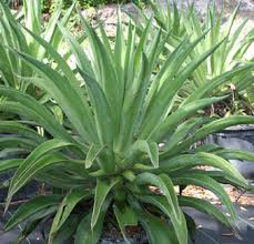 Agave desmettiana - 5 Gallon
