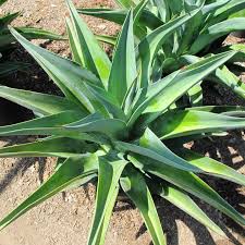 Agave desmettiana - 5 Gallon