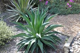 Agave desmettiana - 5 Gallon