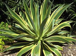 Agave desmettiana 'Variegata' Smooth Agave - 5 Gallon