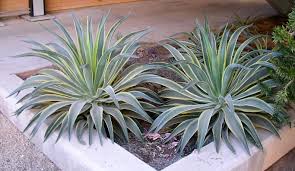 Agave desmettiana 'Variegata' Smooth Agave - 5 Gallon