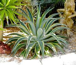 Agave desmettiana 'Variegata' Smooth Agave - 5 Gallon