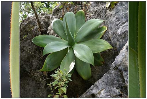 Agave Ellemeetiana - 5 Gallon