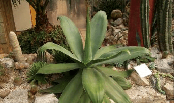 Agave Ellemeetiana - 5 Gallon