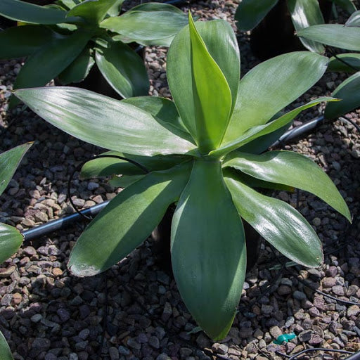 Agave Ellemeetiana - 5 Gallon