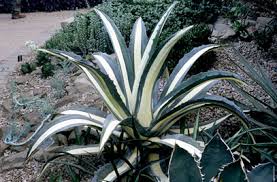 Agave americana var. medio-picta 'Alba' White Striped Century Plant - 5 Gallon