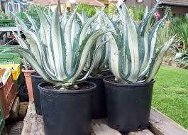 Agave americana var. medio-picta 'Alba' White Striped Century Plant - 5 Gallon