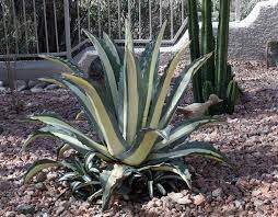 Agave americana var. medio-picta 'Alba' White Striped Century Plant - 5 Gallon