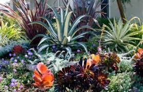 Agave americana var. medio-picta 'Alba' White Striped Century Plant - 5 Gallon