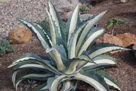 Agave americana var. medio-picta 'Alba' White Striped Century Plant - 5 Gallon