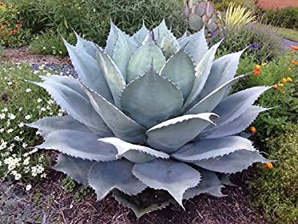 Agave Ovatifolia - 5 Gallon
