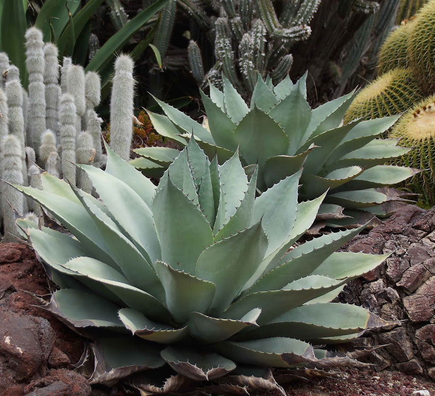Agave Ovatifolia - 5 Gallon