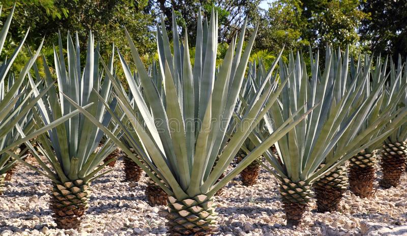 Agave Tequilana - 24" Box 