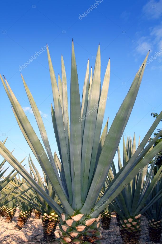 Agave Tequilana - 24" Box 