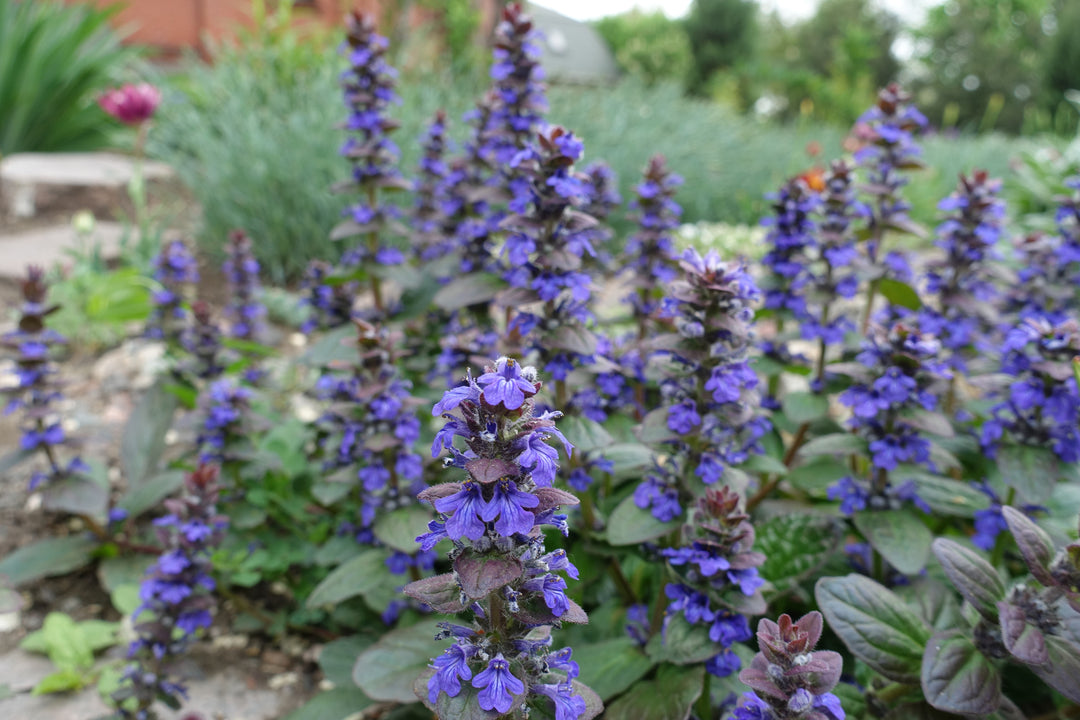 Ajuga reptans ‘Bronze Beauty’ - Flat