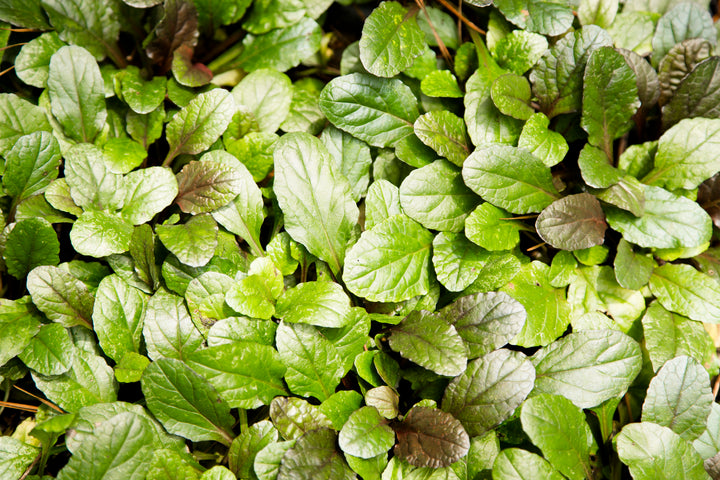 Ajuga reptans ‘Bronze Beauty’ - Flat