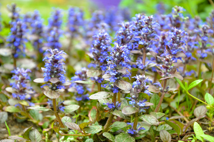 Ajuga reptans ‘Bronze Beauty’ - Flat