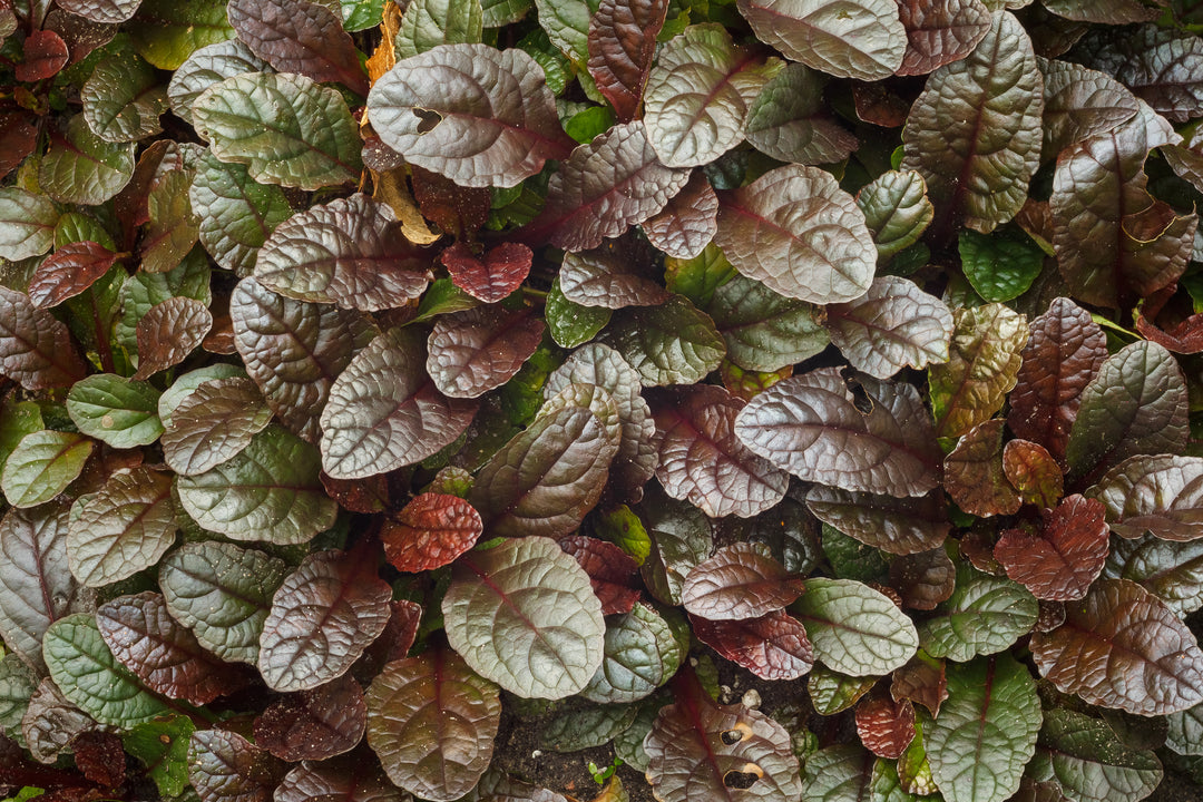 Ajuga reptans ‘Bronze Beauty’ - Flat