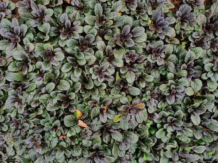 Ajuga reptans ‘Bronze Beauty’ - Flat