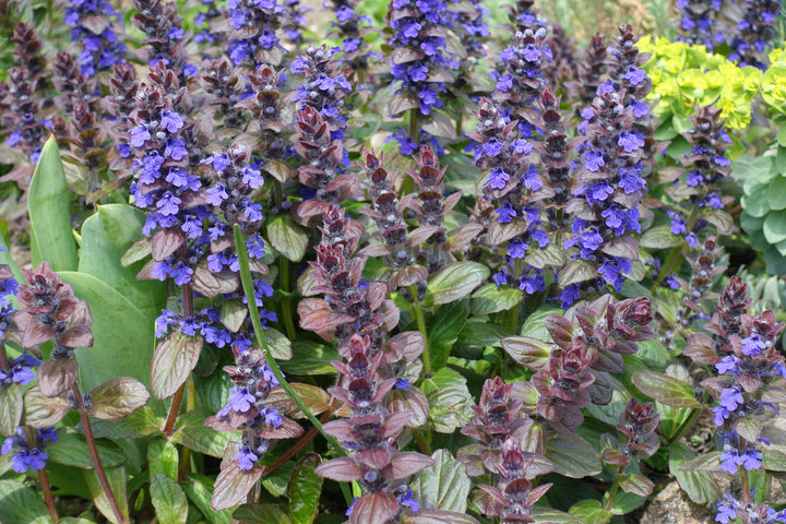 Ajuga reptans ‘Bronze Beauty’ - Flat