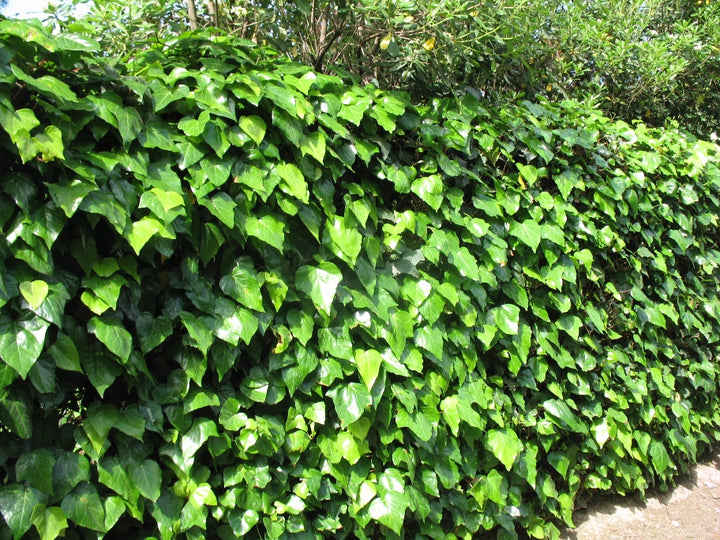 Algerian Ivy - Flat