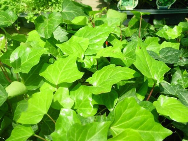 Algerian Ivy - Flat