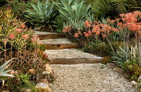 Aloe saponaria Soap Aloe (Orange Red Flowers) - 5 Gallon