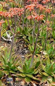 Aloe saponaria Soap Aloe (Orange Red Flowers) - 5 Gallon