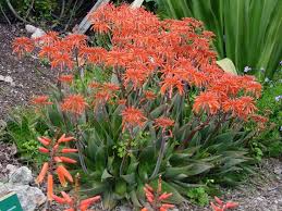 Aloe saponaria Soap Aloe (Orange Red Flowers) - 5 Gallon