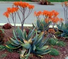 Aloe striata Coral Aloe (Coral Red Flowers)  - 5 Gallon