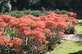 Aloe striata Coral Aloe (Coral Red Flowers)  - 5 Gallon
