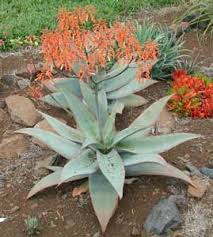 Aloe striata Coral Aloe (Coral Red Flowers)  - 5 Gallon
