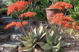 Aloe striata Coral Aloe (Coral Red Flowers)  - 5 Gallon